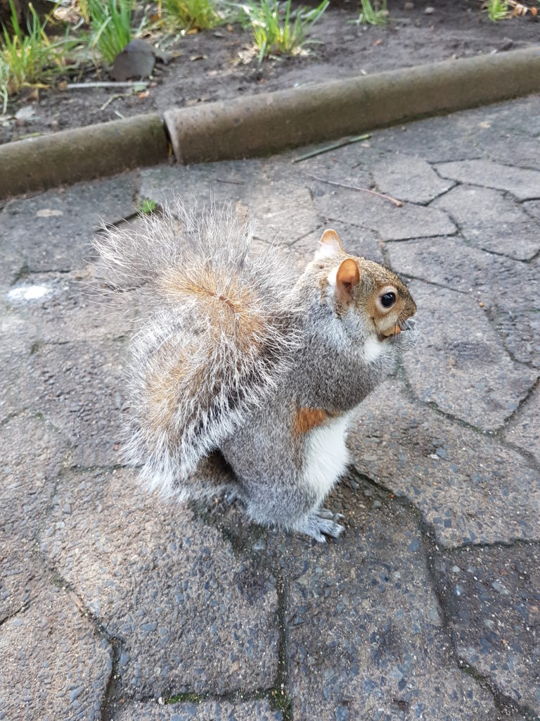 Oh shucks, have we transformed into squirrels?