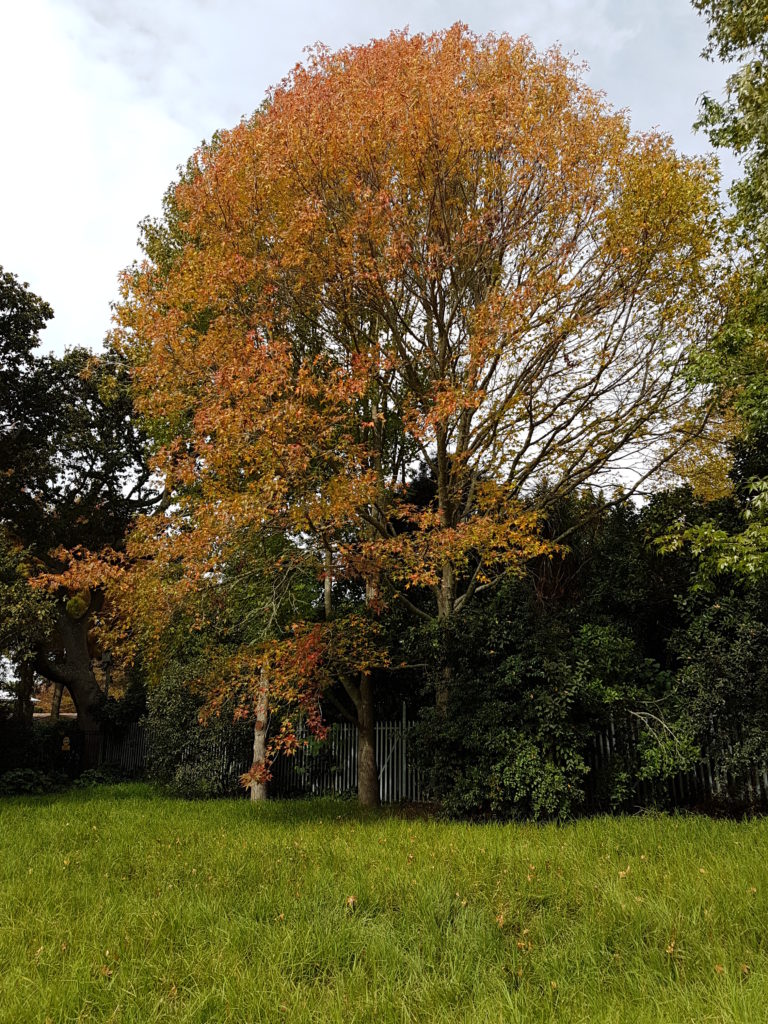 Attitude of Gratitude: May Journal