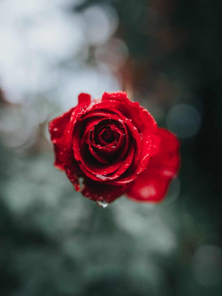 Attitude Gratitude: July Journal